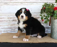 Mercy, a female Bernese Mountain Dog for sale in Chatham, VA – 5 of 9