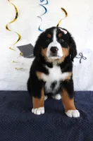 Mercy, a female Bernese Mountain Dog for sale in Chatham, VA – 2 of 9