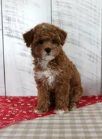 Banjo, a male Poodle - Toy  for sale in Chatham, VA – 7 of 7