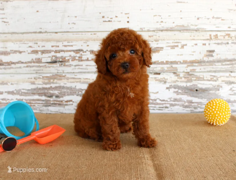 Flash – Poodle - Miniature  puppy for sale in Chatham, VA