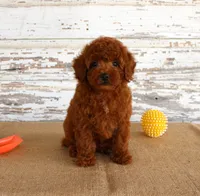 Flash, a male Poodle - Miniature  for sale in Chatham, VA – 2 of 6