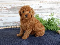 Ryder, a male Poodle - Toy  for sale in Chatham, VA – 3 of 3