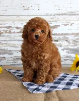 Bingo , a male Poodle - Toy  for sale in Chatham, VA – 4 of 4