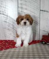 Bitsie, a female Poodle - Toy  for sale in Chatham, VA – 5 of 6