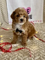 Grant, a male Poodle - Toy  for sale in Chatham, VA – Photo 4 of 8