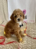 Grant, a male Poodle - Toy  for sale in Chatham, VA – Photo 5 of 8