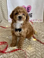 Grant, a male Poodle - Toy  for sale in Chatham, VA – Photo 6 of 8