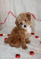 Grant, a male Poodle - Toy  for sale in Chatham, VA – Photo 2 of 8