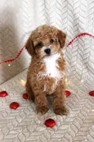 Grant, a male Poodle - Toy  for sale in Chatham, VA – Photo 1 of 8