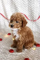 Grant, a male Poodle - Toy  for sale in Chatham, VA – Photo 3 of 8