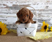 Chief, a male Poodle - Toy  for sale in Chatham, VA – 2 of 4