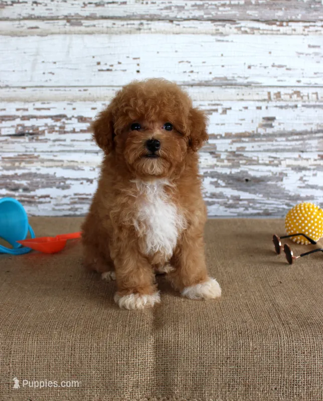 Scout – Poodle - Toy  puppy for sale in Chatham, VA