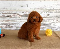 Fire, a male Poodle - Miniature  for sale in Chatham, VA – 3 of 5