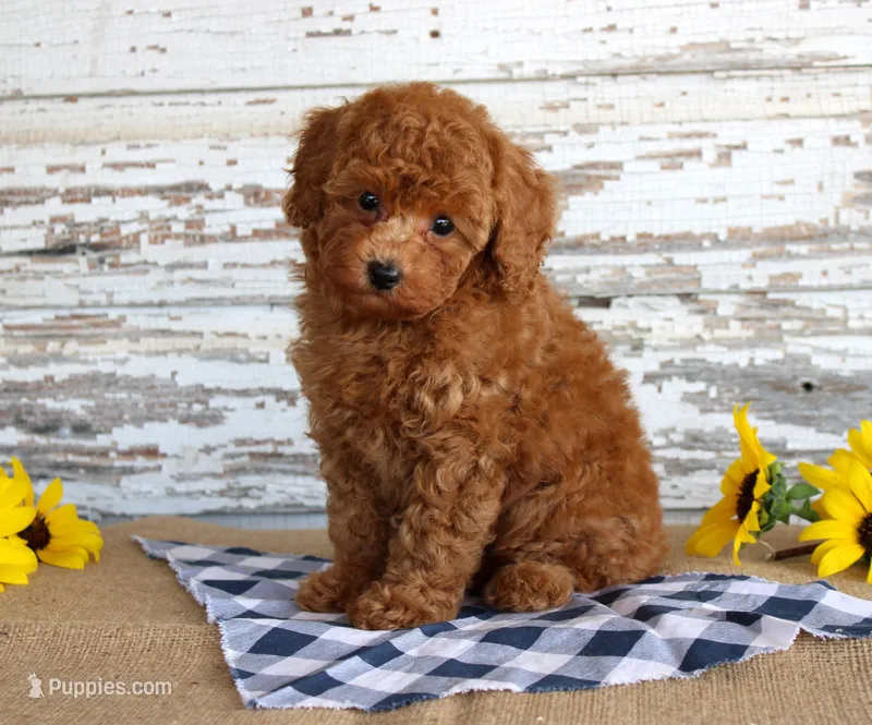 Bingo  – Poodle - Toy  puppy for sale in Chatham, VA