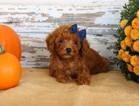Custard, a female Poodle - Toy  for sale in Chatham, VA – 3 of 3
