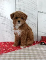 Banjo, a male Poodle - Toy  for sale in Chatham, VA – 3 of 7