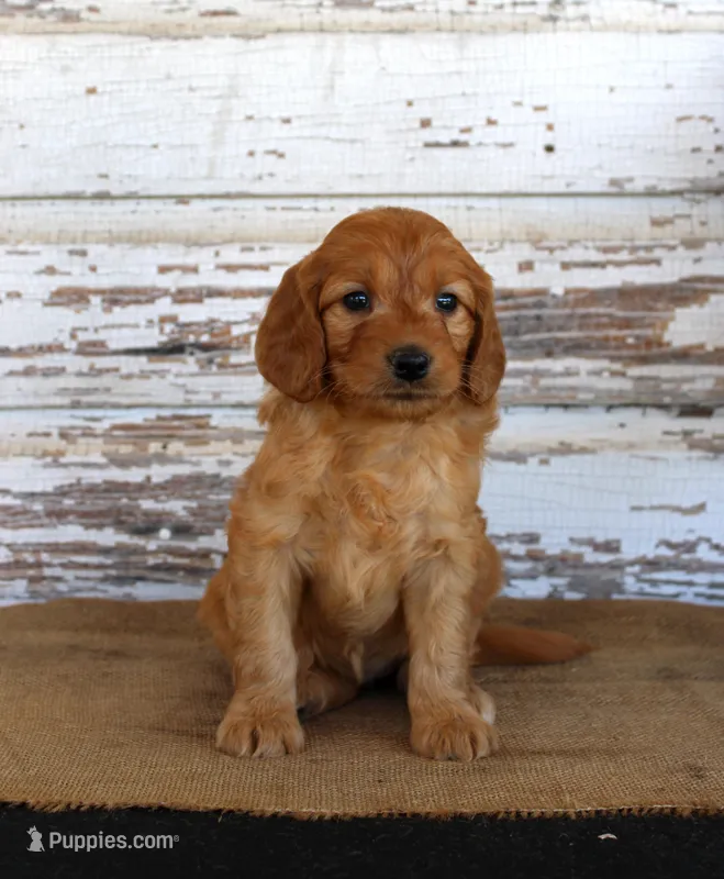 Janie – Miniature Goldendoodle puppy for sale in Chatham, VA