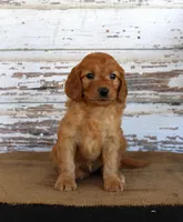 Janie, a female Miniature Goldendoodle for sale in Chatham, VA – Photo 1 of 2