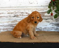 Janie, a female Miniature Goldendoodle for sale in Chatham, VA – Photo 2 of 2