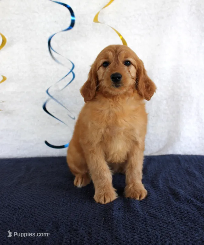 Janie – Miniature Goldendoodle puppy for sale in Chatham, VA