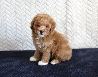 Summer, a female Poodle - Toy  for sale in Chatham, VA – 4 of 4