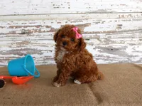 Tansy, a female Poodle - Toy  for sale in Chatham, VA – 3 of 4