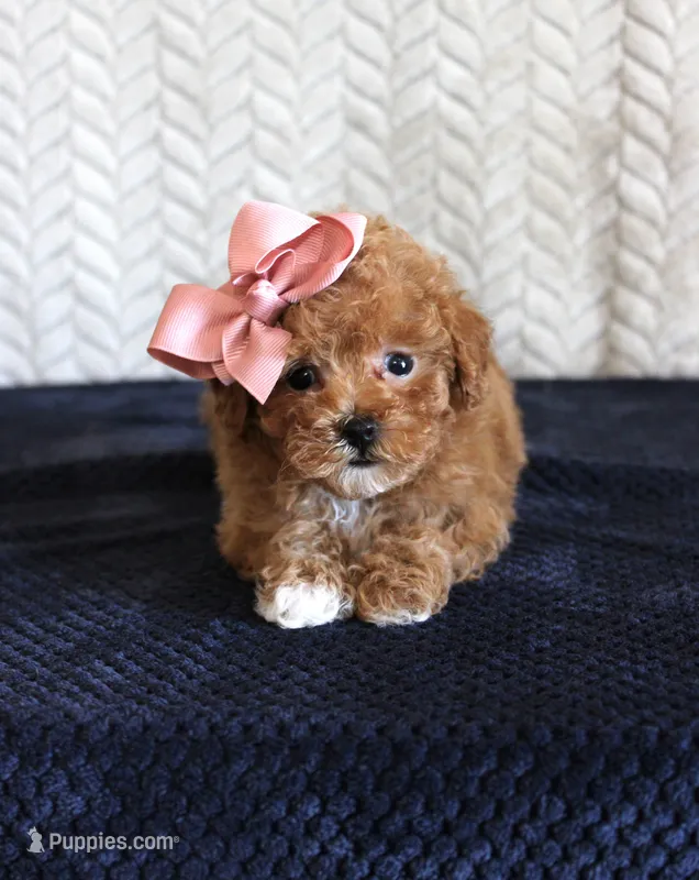 Sandy – Poodle - Toy  puppy for sale in Chatham, VA