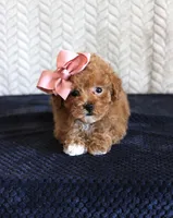 Sandy, a female Poodle - Toy  for sale in Chatham, VA – 1 of 4