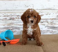 Teddy , a male Poodle - Toy  for sale in Chatham, VA – 5 of 5