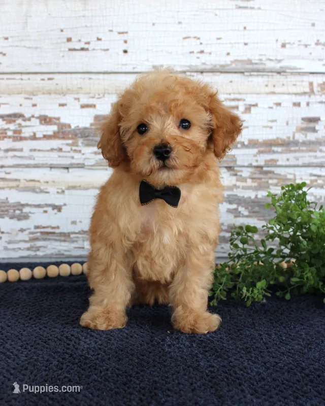 Tyler – Poodle - Toy  puppy for sale in Chatham, VA