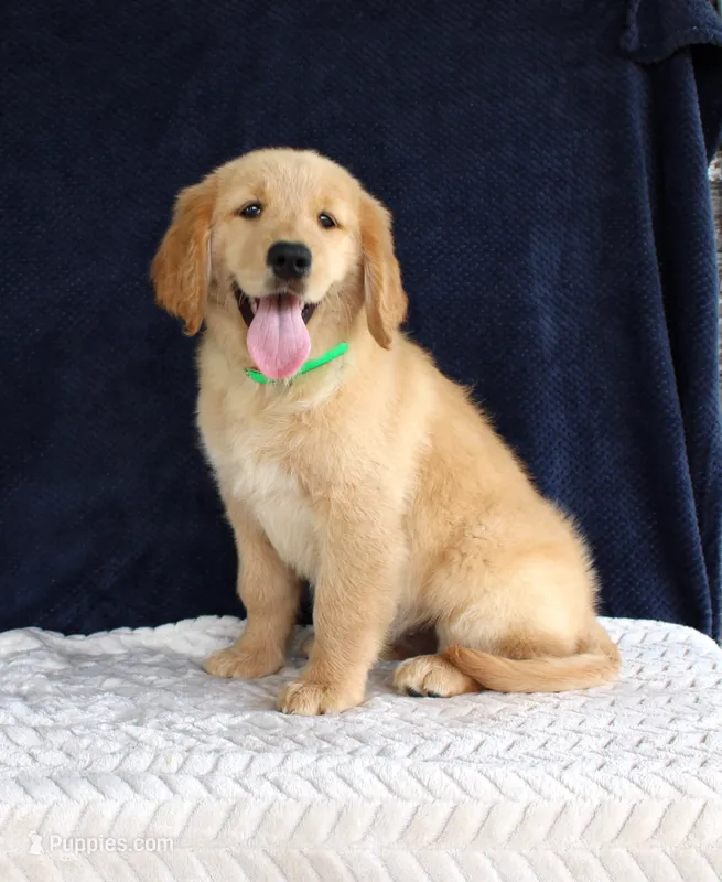 Heather – Golden Retriever puppy for sale in Chatham, VA