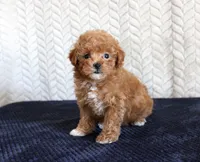 Sandy, a female Poodle - Toy  for sale in Chatham, VA – 2 of 4