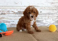 Teddy , a male Poodle - Toy  for sale in Chatham, VA – 3 of 5