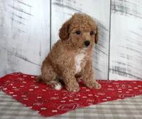Jaz, a female Poodle - Toy  for sale in Chatham, VA – 4 of 5