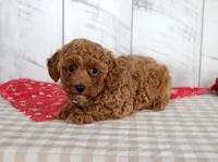 Wendy, a female Poodle - Miniature  for sale in Chatham, VA – 5 of 5