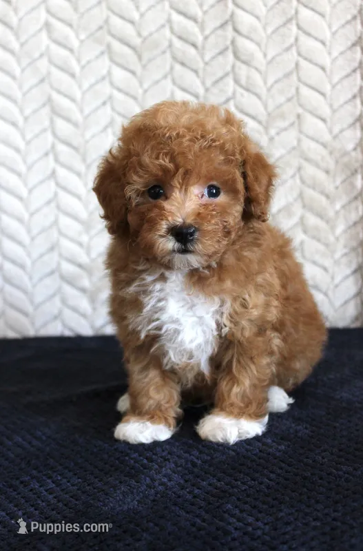 Scout – Poodle - Toy  puppy for sale in Chatham, VA