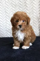 Scout, a male Poodle - Toy  for sale in Chatham, VA – 1 of 4