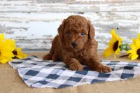 Champ, a male Poodle - Toy  for sale in Chatham, VA – 2 of 4