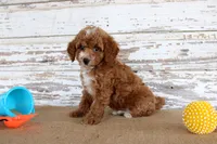 Teddy , a male Poodle - Toy  for sale in Chatham, VA – 2 of 5