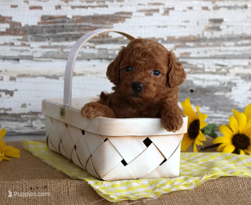 Custard – Poodle - Toy  puppy for sale in Chatham, VA