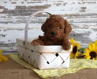 Custard, a female Poodle - Toy  for sale in Chatham, VA – 1 of 4