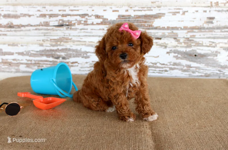 Tansy – Poodle - Toy  puppy for sale in Chatham, VA