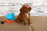 Tansy, a female Poodle - Toy  for sale in Chatham, VA – 1 of 4