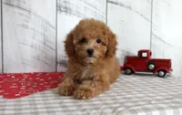 Bailey, a female Poodle - Toy  for sale in Chatham, VA – 4 of 5