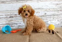 Penny, a female Poodle - Toy  for sale in Chatham, VA – 1 of 10