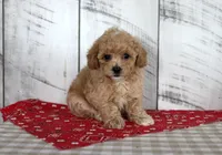 Joy, a female Poodle - Toy  for sale in Chatham, VA – 2 of 5
