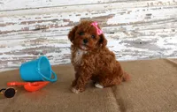 Tansy, a female Poodle - Toy  for sale in Chatham, VA – 4 of 4