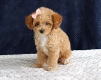 Penny, a female Poodle - Toy  for sale in Chatham, VA – 7 of 10