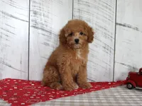 Bailey, a female Poodle - Toy  for sale in Chatham, VA – 5 of 5