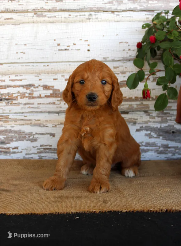 Jaxon – Miniature Goldendoodle puppy for sale in Chatham, VA